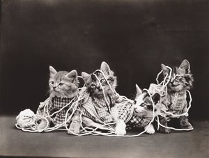 Série Kitties: 1914 (stříbrný tisk)