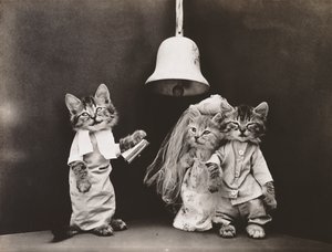 Série Kitties: 1914 (stříbrný tisk)