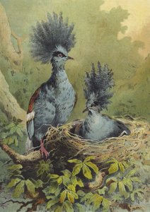 Korunovaný holub (chromolitho)