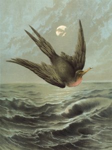 Frigate Bird (chromolitho)