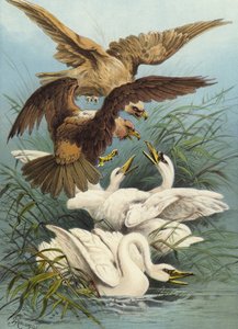 Labutě a orli (chromolitho)