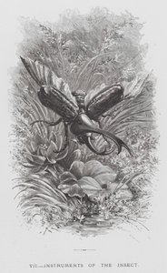 The Insect: Instruments of the Insect (rytina) od Hector Giacomelli