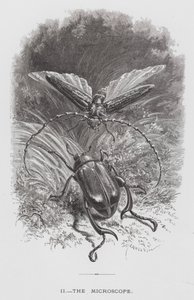 The Insect: The Microscope (rytina) od Hector Giacomelli
