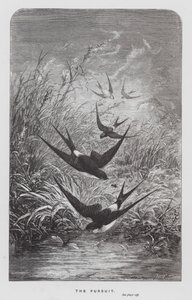 The Insect: The Pursuit (rytina) od Hector Giacomelli