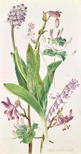 turecká čepice, orchidej, zimolez od Heinrich Carl Schubert