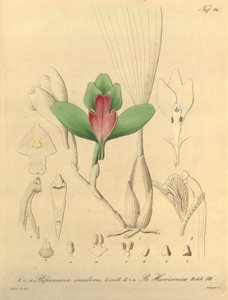 Bifrenaria bez zápachu + harrisonie