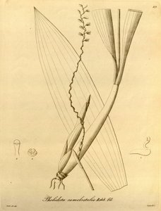 Ilustrace Pholidota camelostalix od Heinrich Gustav Reichenbach