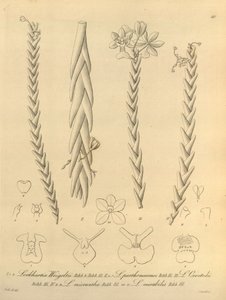 Lockhartia - Xenia díl 1 (1858) obr. 40 od Heinrich Gustav Reichenbach