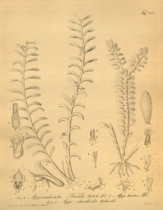 Appendicula kuhliin lustraatiot od Heinrich Gustav Reichenbach