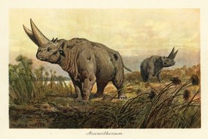 Arsinoitherium, vyhynulý rod bolestivých kopytníků, 1908 (Tisk)