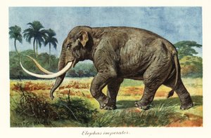 Kolumbijský mamut vyhynulý druh mamuta, Pleistocén., 1908 (Tisk)