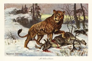 Euroasijský jeskynní lev, Panthera spelaea., 1908 (tisk)