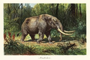 Mastodon vyhynulého rodu Mammuthus., 1908 (tisk)