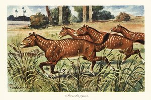 Mesohippus, vyhynulý rod raného koně., 1908 (tisk)
