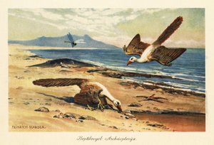 Dva archeopteryxové hledající potravu na pobřeží. od Heinrich Harder