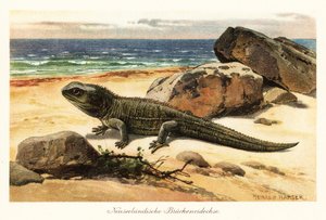 Zranitelný tuatara, Sphenodon punctatus, na břehu. od Heinrich Harder
