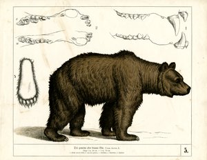 Hnědý medvěd s anatomickými detaily od Heinrich Leutemann