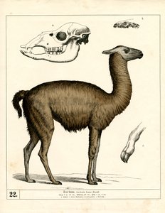Lama s lebkou a anatomickými detaily od Heinrich Leutemann