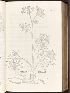 BT3.267.5 s.125 Divoká Angelika, ilustrace z Historie rasových komentářů od Leonharta Fuchse, 1542