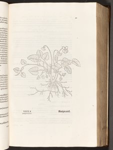 BT3.267.5 s. 311 Fialová, ilustrace z Dějiny rasismu od Leonharta Fuchse, 1542