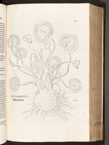 BT3.267.5 s.51 Cyclamen, ilustrace z Historie rasových rozdílů od Leonharta Fuchse, 1542