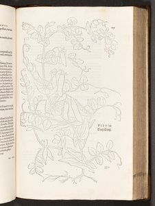 BT3.267.5. str.627 Hrášek, ilustrace z Historie rasových komentářů od Leonharta Fuchse, 1542