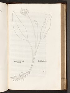 BT3.267.5 str.739 Allium, ilustrace z Dějiny rasismu od Leonharta Fuchse, 1542