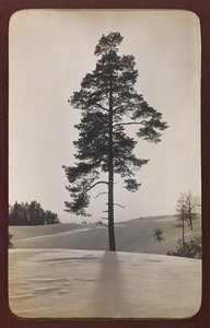 První světová válka: „Ukrajina v letech 1914-1916 během invaze německé armády. Krajina se sněhem (černobílá fotografie) od Heldenfriedhof Dsessentniki (attr. to)