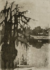 Cypřišové stromy od Helen Hyde