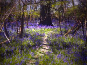 Light-Dappled Bluebells, 2021 (digitální malba)
