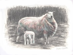 Proud, 2016, (kresba tužkou) od Helen White
