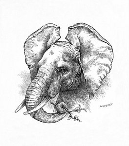 Slon africký, c1900