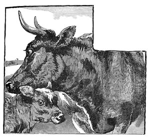 Kráva a tele, c1900 od Helena J. Maguire