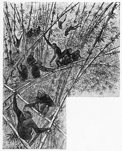 Hoolocks in a Bamboo Jungle, c1900 od Helena J. Maguire