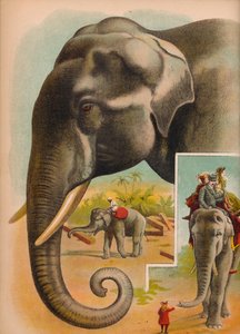 The Elephant, c1900