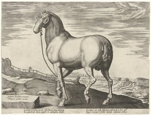 Kůň z Korsiky Corsvs (název na objektu) Plemena koní z královské stáje Dona Juana z Rakouska (název seriálu) Equile Ioannis Austriaci Caroli (název série) od Hendrick Goltzius (possibly)