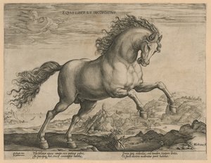 divoký kůň Eqvvs liber et incompǒsitvs (název na objektu) Plemena koní z královské stáje Dona Juana z Rakouska (název seriálu) od Hendrick Goltzius