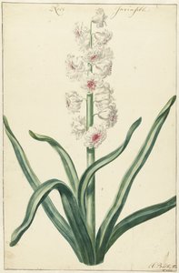Witte hyacint Rose Invisible (název na objektu) od Hendrik Budde