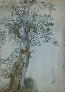 Study of a Tree, 1597-99 (pero tmavě hnědým inkoustem, štětec v barvě wc & bodycolor, zvýrazněno bílou na modrém papíře) od Hendrik Goltzius