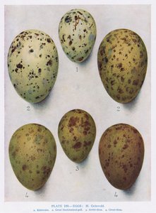 Vejce: Racek černohlavý: Racek obecný: atd., ilustrace z 