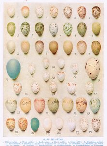 Eggs:Treecreeper:Wren:etc, ilustrace z 