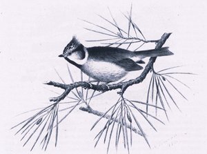 Scottish Crested Tits, Nature in Britain vydalo nakladatelství Collins, 1946