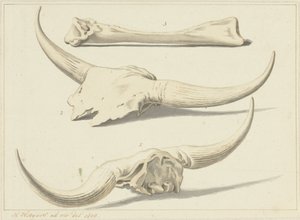 Fosilní kosti zubra, nalezené během povodně, 1809
