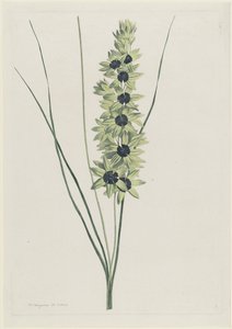 Kosatec africký (Ixia maculata verdi)