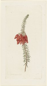 Květiny (Erica Mammosa)