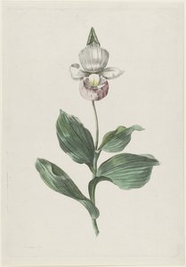 Pantoflíček orchidejí (Cypripedium reginae Walter)