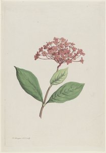 Paví třešeň (Ixora coccinea)