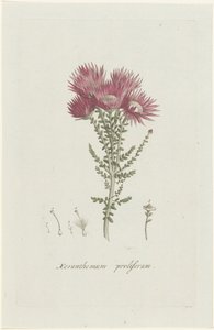 Phaenocoma prolifera Xeranthemum proliferum (název na objektu)