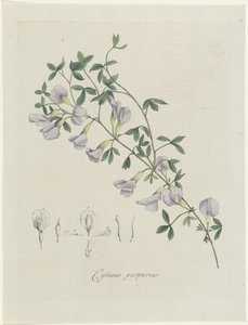 Cejn fialový Purple Cytisus (název na objektu)