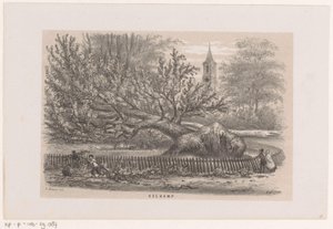 Strom spadl u Koekampu po bouři z 28. května 1860 Koekamp (název na objektu) Album deseti litografických skic, zobrazujících Tooneelena zkázy, rozrušeného bouří z 28. května 1860 v Gravenhaagsche Bosch, v Sche od Hendrik Wilhelmus Last